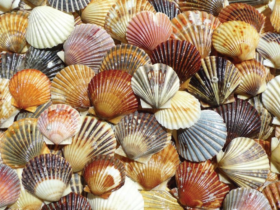 Beach Puzzles Heritage Puzzle  | Bay Scallop Beauties Puzzle